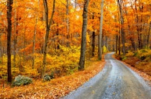 Best Places To Take In the Fall Foliage | The Early Air Way's Blog