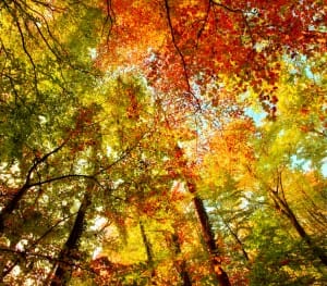 Top 10 Places to See Autumn Leaves | The Early Air Way's Blog