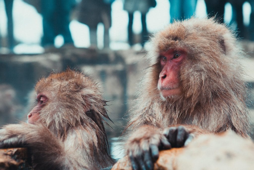 Wild Monkeys in Yudanaka, Japan | The Early Airway