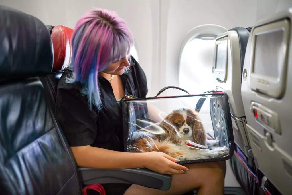 Flying with Pets - Early Air Way