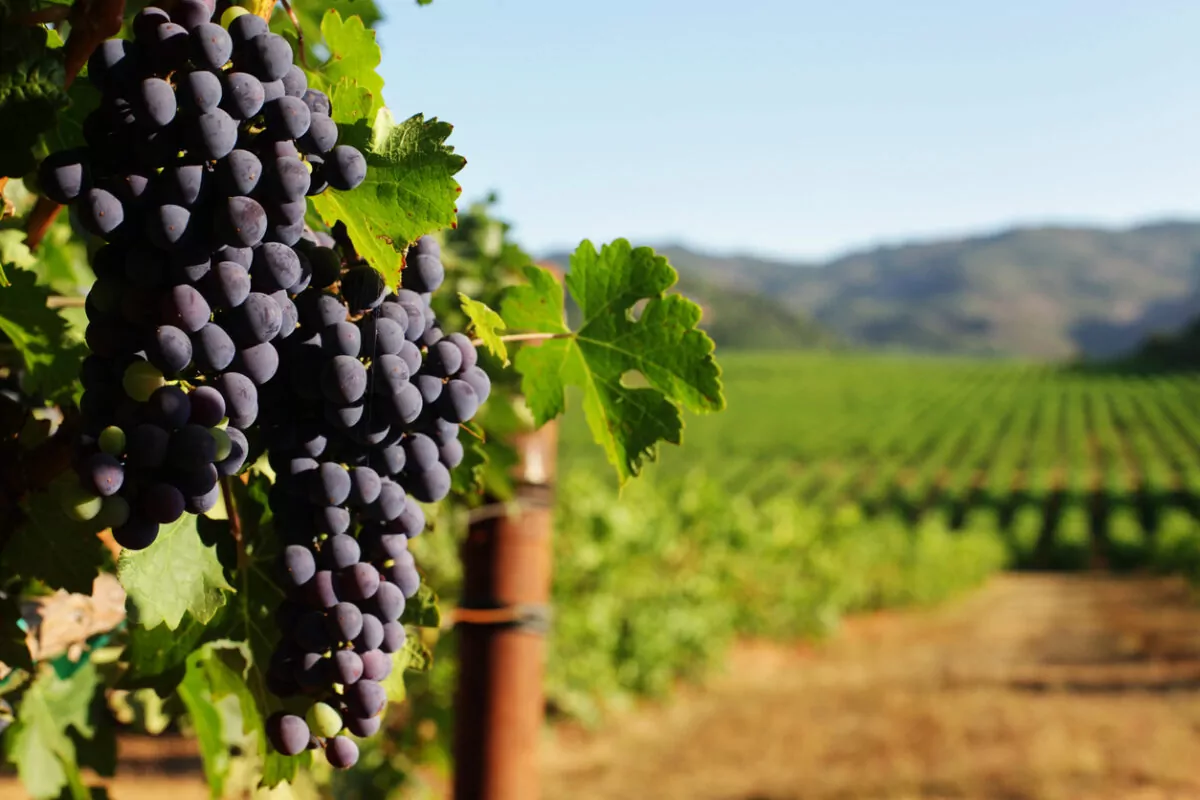 California Wine Regions For a Private Jet Charter Getaway - EA
